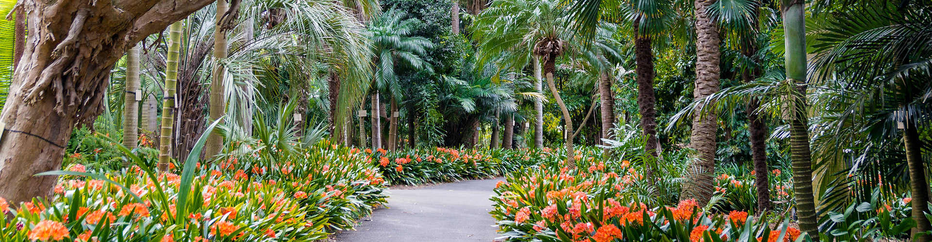 Landscape Guidelines Goonellabah Lismore